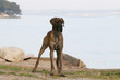 le dogue allemand en promenade près d'un lac en vacances le dogue allemand en promenade près d'un lac en vacances