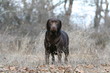balade dans les bois en automne pour le labrador adulte balade dans les bois en automne pour le labrador adulte