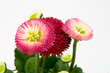 Red daisy - Rotes Gänseblümchen