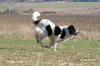 la landseer en train de courrir dans les champs la landseer en train de courrir dans les champs