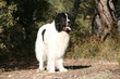 landseer immobile et statique dans le jardin en ete landseer immobile et statique dans le jardin en ete