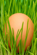 Egg on grass