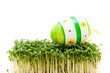 easter egg and cress isolated on white