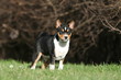 pose immobile et statique du basenji dans le jardin pose immobile et statique du basenji dans le jardin