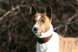 portrait du basenji fier et immobile à la campagne portrait du basenji fier et immobile à la campagne