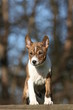 jeune basenji au regard surpris vu de face à la campagne jeune basenji au regard surpris vu de face à la campagne