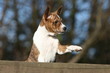 le jeune basenji levant la patte fierement vu de profil le jeune basenji levant la patte fierement vu de profil