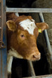 Cow portrait