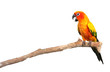 Sun Conure Parrot Screaming on a Branch
