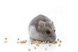 Fleissig wie ein Hamster