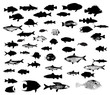 Sea animals fish silhouettes vector set