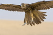 Photo: Falcon In Flight Falcon In Flight