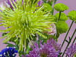 SPIDER MUM