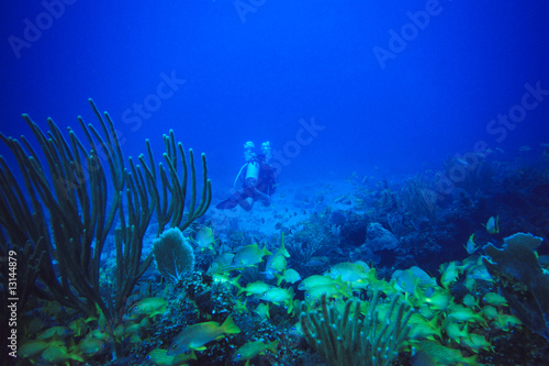 Photo: Blaustreifen-Grunzer und Franzosen-Grunzer Blaustreifen-Grunzer und Franzosen-Grunzer