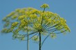 Fenchel