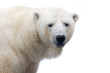 Polar bear isolated on white