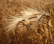 wheat