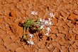 Die Wüste blüht in Australien Die Wüste blüht in Australien