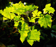 vine