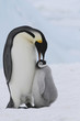 Emperor penguins