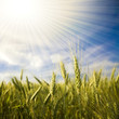 Landscape with ripened spikes of wheat field against a blue sky
