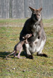 Känguru mit Babykänguru