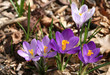 spring crocuses