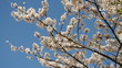 Floraison des cerisiers au Japon - HD