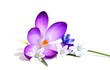 Frühlingsblumen