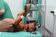 Foto: Operation beim Hund Operation beim Hund