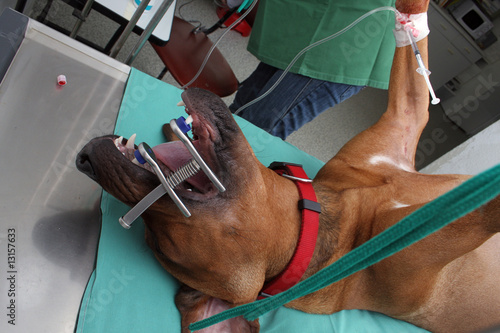 Foto: Operation beim Hund Operation beim Hund