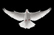 flying dove