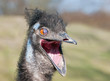 Lachender Großvogel