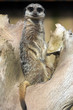 Meerkat (Suricata suricatta) watching for predators