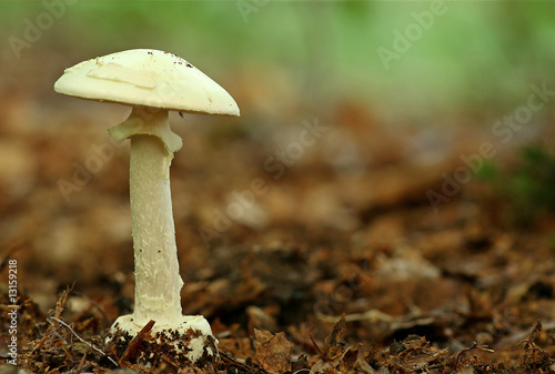 Gelber Knollenblätterpilz