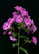 Phlox paniculata