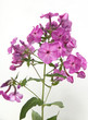 Phlox, paniculata