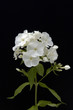 Phlox, paniculata