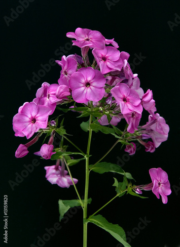 Foto: Phlox paniculata Phlox paniculata
