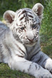 White tiger cub White tiger cub