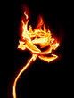 Feuer-Rose