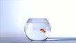 Video: Goldfish salto Goldfish salto