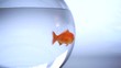 Poisson rouge rejoint le groupe