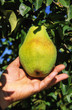 poire