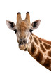 Giraffe portrait Giraffe portrait