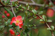 cognassier du Japon,chaenomeles japonica cognassier du Japon,chaenomeles japonica