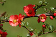 cognassier du Japon,chaenomeles japonica cognassier du Japon,chaenomeles japonica