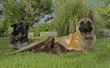 famille de malinois famille de malinois