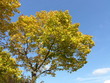 Baum steht im Kontrast mit dem Hintergrund