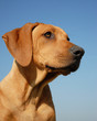 chiot rhodesian ridgeback